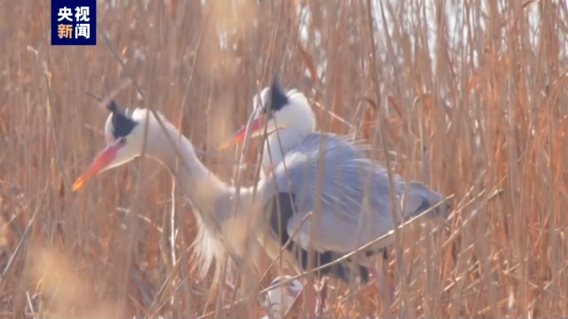 
北京协和医院黄牛代挂号电话票贩子号贩子网上预约挂号,住院检查加快,沙水相依 鸥鸟翔集 宁夏沙湖和谐共生美丽画卷徐徐展开→