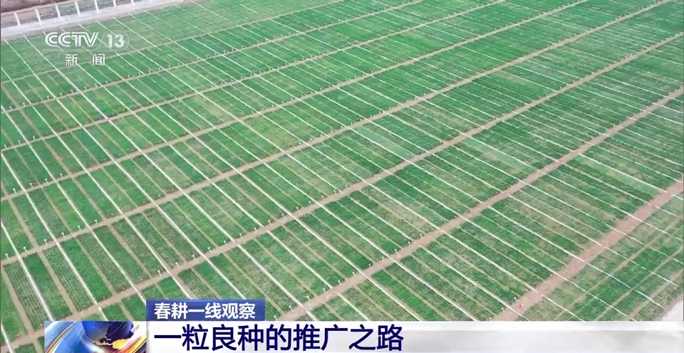 
北京阜外医院黄牛代挂号电话票贩子号贩子网上预约挂号,住院检查加快,春耕一线观察丨一粒小麦良种 支撑粮食增产大图景