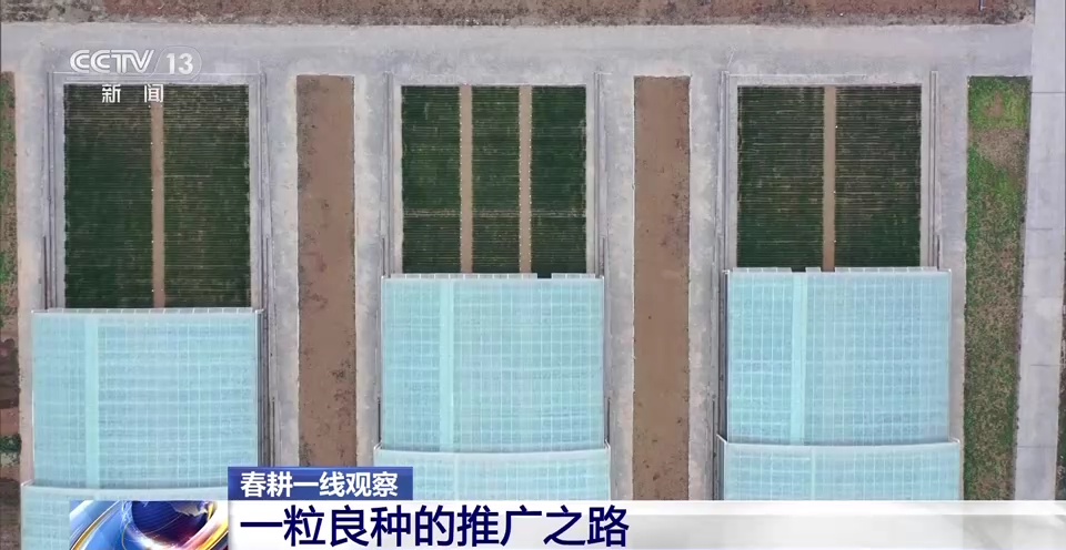 
北京阜外医院黄牛代挂号电话票贩子号贩子网上预约挂号,住院检查加快,春耕一线观察丨一粒小麦良种 支撑粮食增产大图景