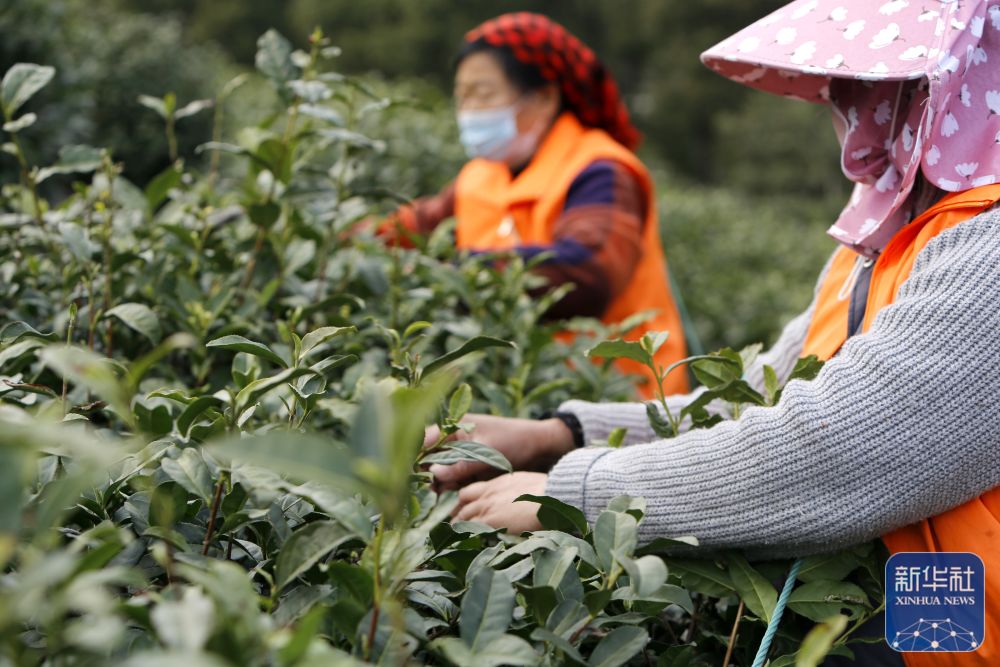 
广州各大医院黄牛代挂号电话票贩子号贩子网上预约挂号,住院检查加快,苏州洞庭山：碧螺春茶迎来采摘期
