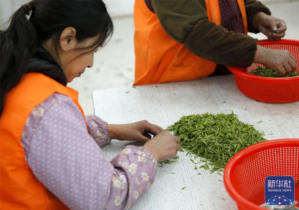 
广州各大医院黄牛代挂号电话票贩子号贩子网上预约挂号,住院检查加快,苏州洞庭山：碧螺春茶迎来采摘期