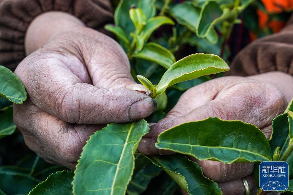 
广州各大医院黄牛代挂号电话票贩子号贩子网上预约挂号,住院检查加快,苏州洞庭山：碧螺春茶迎来采摘期