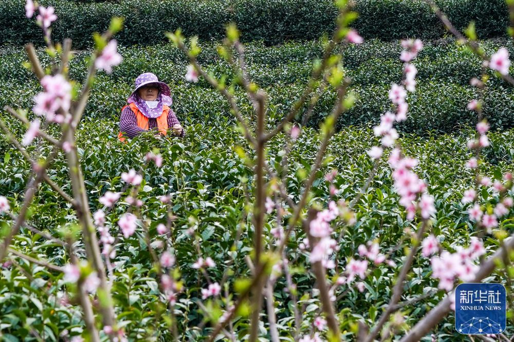 
广州各大医院黄牛代挂号电话票贩子号贩子网上预约挂号,住院检查加快,苏州洞庭山：碧螺春茶迎来采摘期
