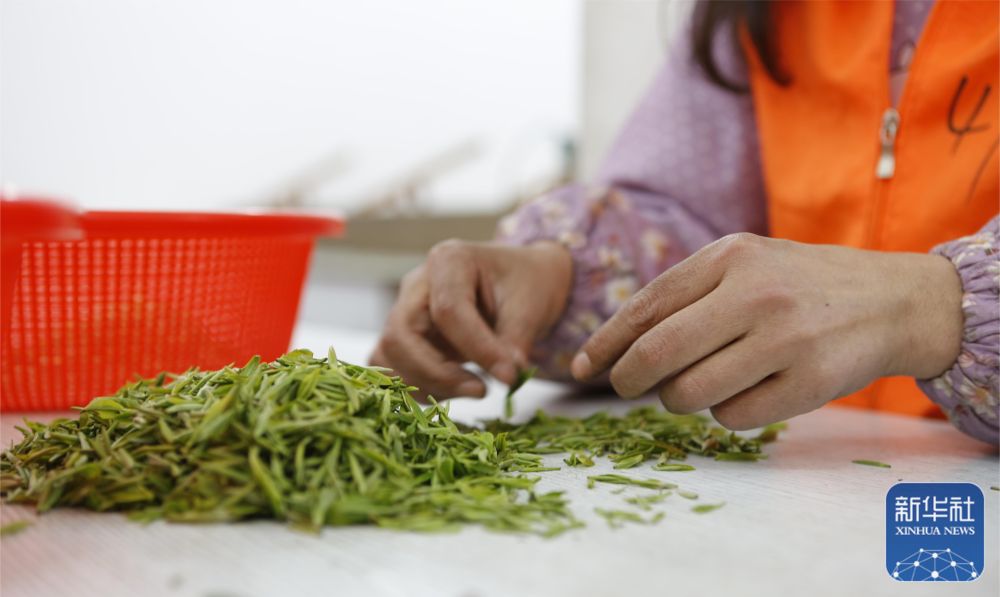 
广州各大医院黄牛代挂号电话票贩子号贩子网上预约挂号,住院检查加快,苏州洞庭山：碧螺春茶迎来采摘期