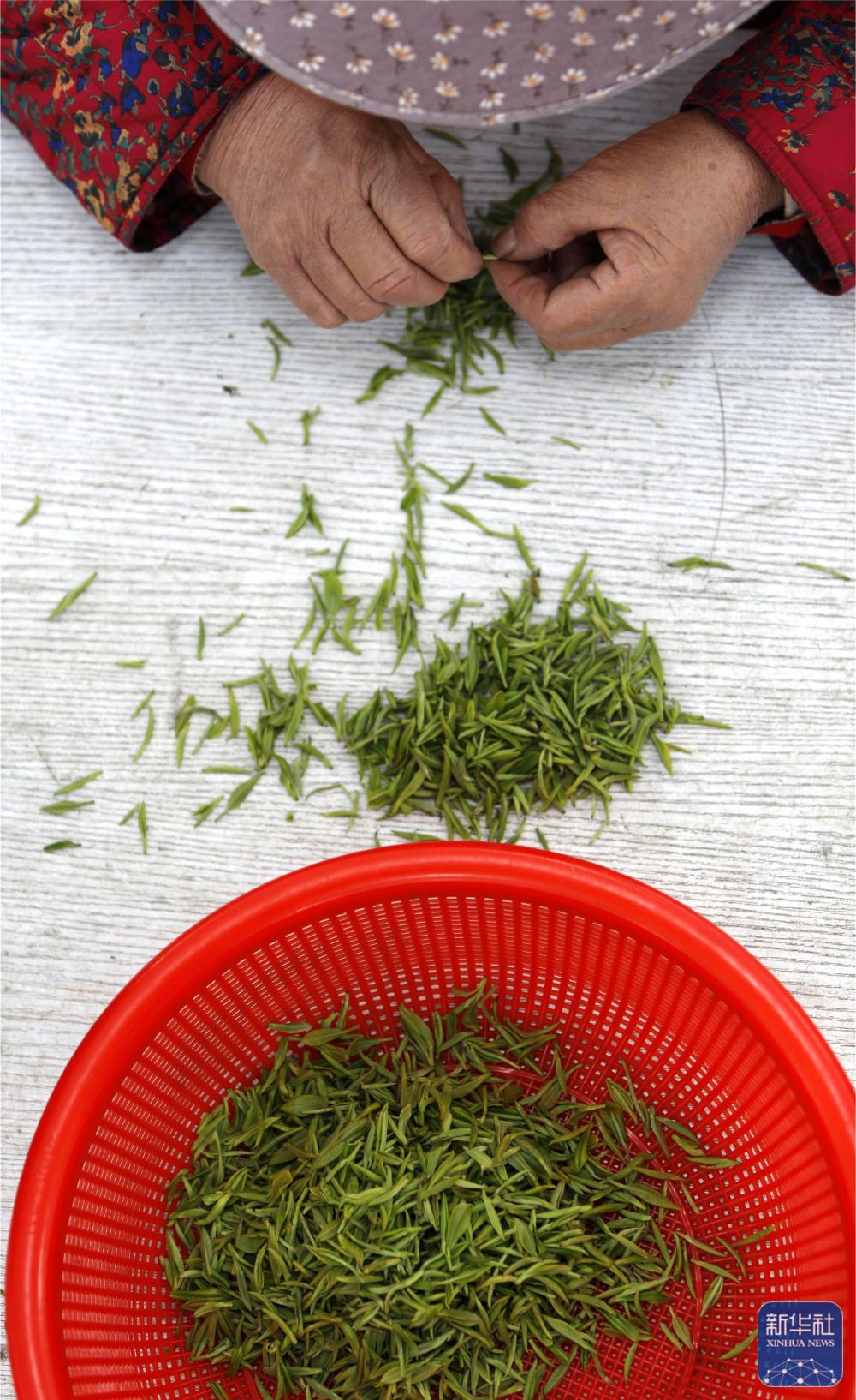 
广州各大医院黄牛代挂号电话票贩子号贩子网上预约挂号,住院检查加快,苏州洞庭山：碧螺春茶迎来采摘期