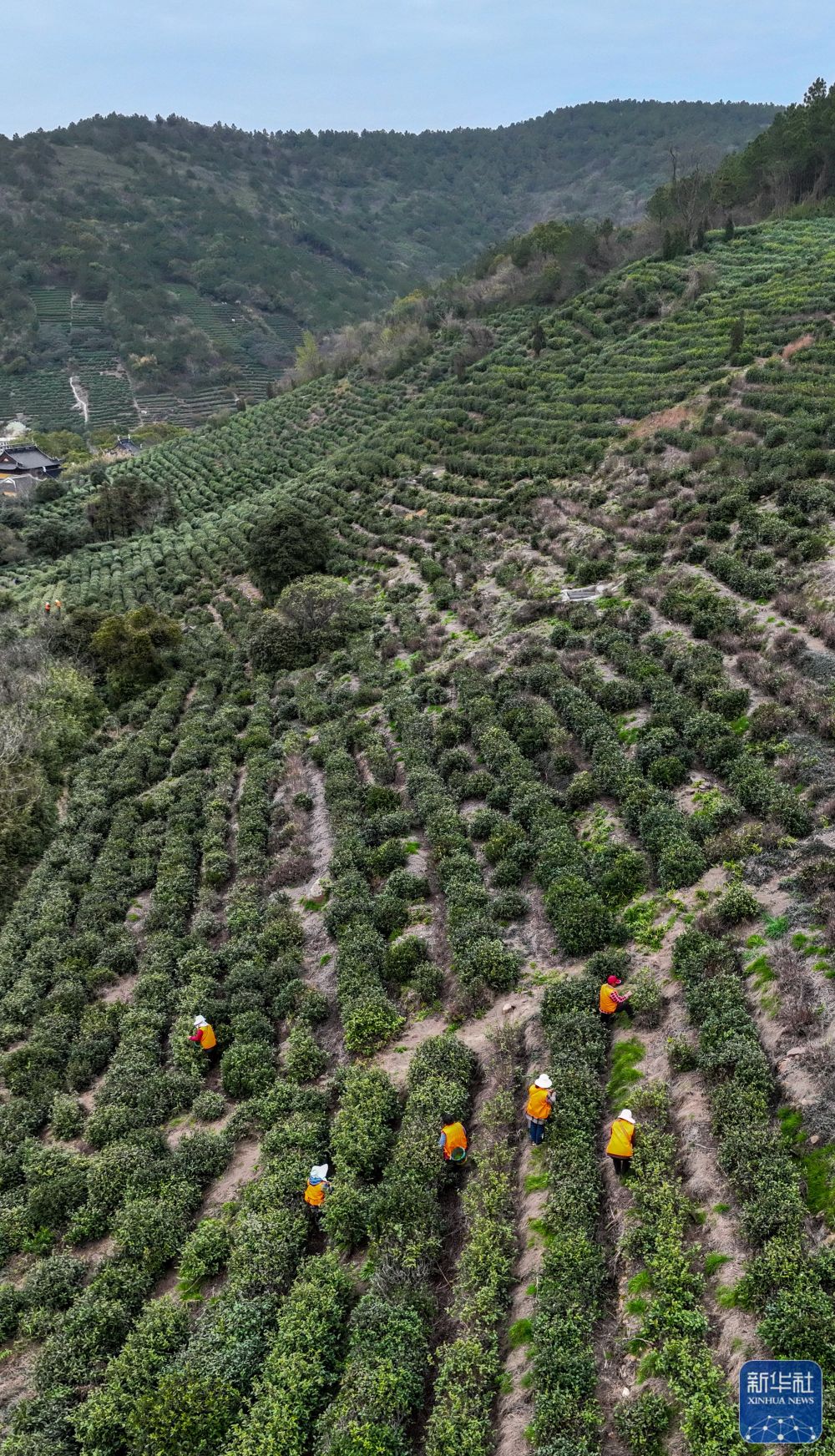 
广州各大医院黄牛代挂号电话票贩子号贩子网上预约挂号,住院检查加快,苏州洞庭山：碧螺春茶迎来采摘期
