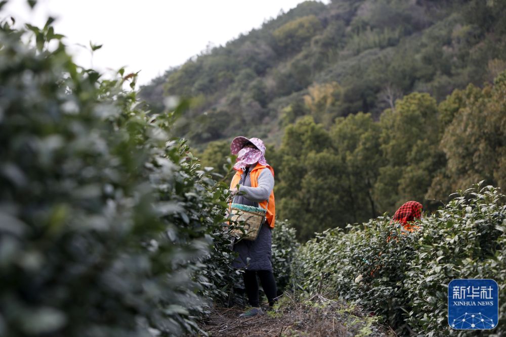 
广州各大医院黄牛代挂号电话票贩子号贩子网上预约挂号,住院检查加快,苏州洞庭山：碧螺春茶迎来采摘期