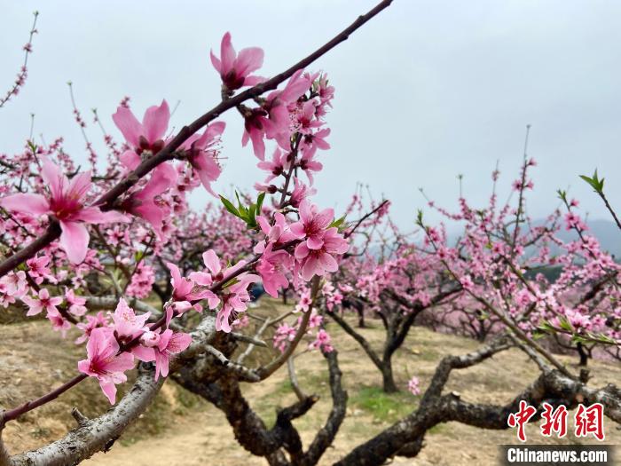 
首都医科大学附属北京口腔医院黄牛代挂号电话票贩子号贩子网上预约挂号,住院检查加快,台商“登陆”当“导游”：带台湾朋友走进大陆乡村
