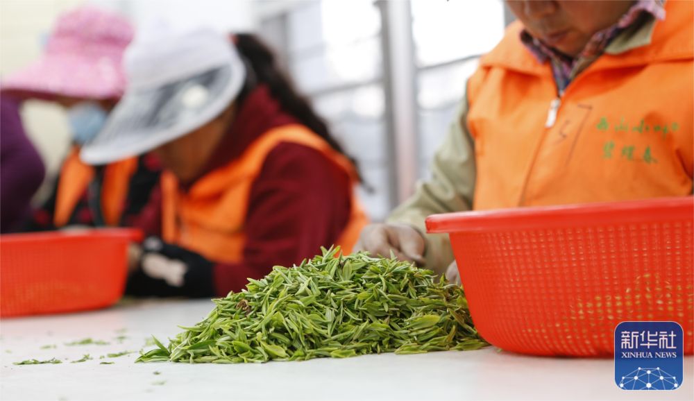 
广州各大医院黄牛代挂号电话票贩子号贩子网上预约挂号,住院检查加快,苏州洞庭山：碧螺春茶迎来采摘期