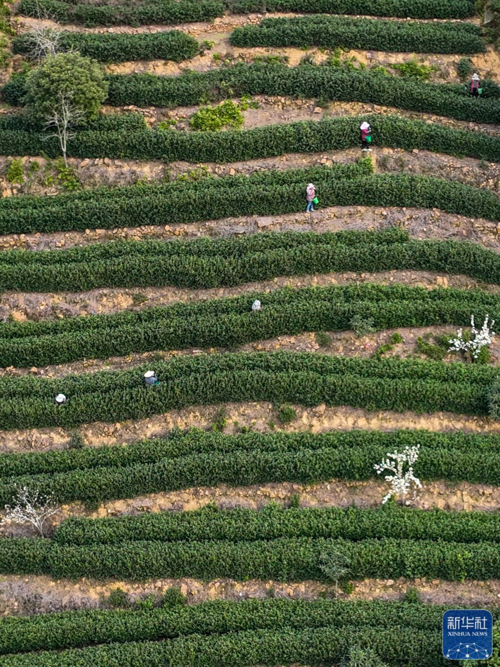 
广州各大医院黄牛代挂号电话票贩子号贩子网上预约挂号,住院检查加快,苏州洞庭山：碧螺春茶迎来采摘期