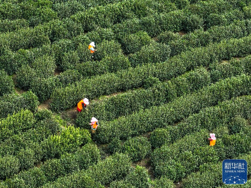
广州各大医院黄牛代挂号电话票贩子号贩子网上预约挂号,住院检查加快,苏州洞庭山：碧螺春茶迎来采摘期