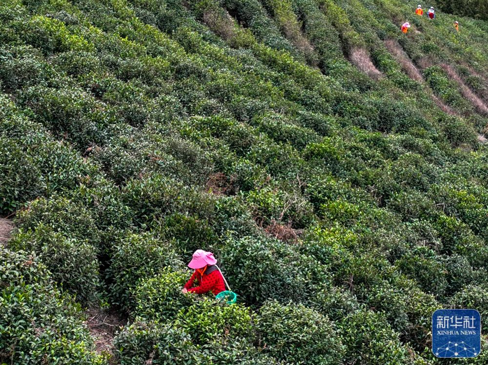 
广州各大医院黄牛代挂号电话票贩子号贩子网上预约挂号,住院检查加快,苏州洞庭山：碧螺春茶迎来采摘期