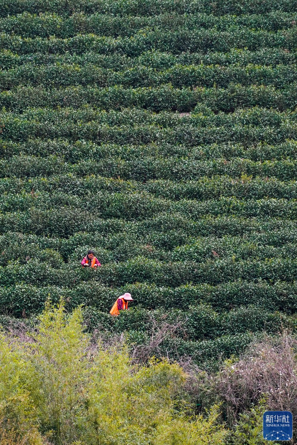 
广州各大医院黄牛代挂号电话票贩子号贩子网上预约挂号,住院检查加快,苏州洞庭山：碧螺春茶迎来采摘期