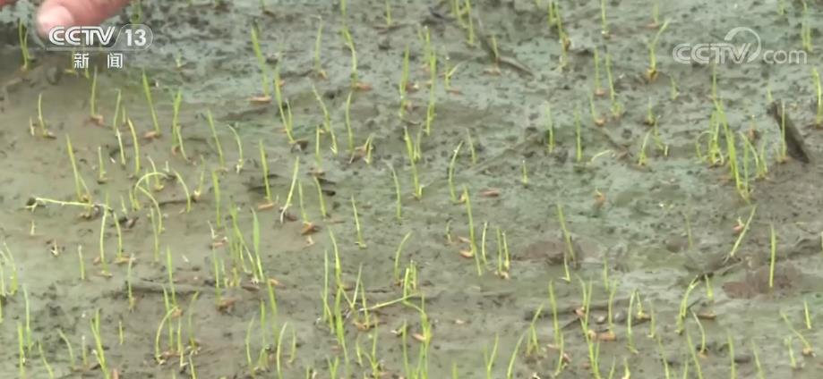 
首都医科大学附属北京中医院黄牛代挂号电话票贩子号贩子网上预约挂号,住院检查加快,全国早稻育秧已完成41.8% 进度同比快4.3个百分点