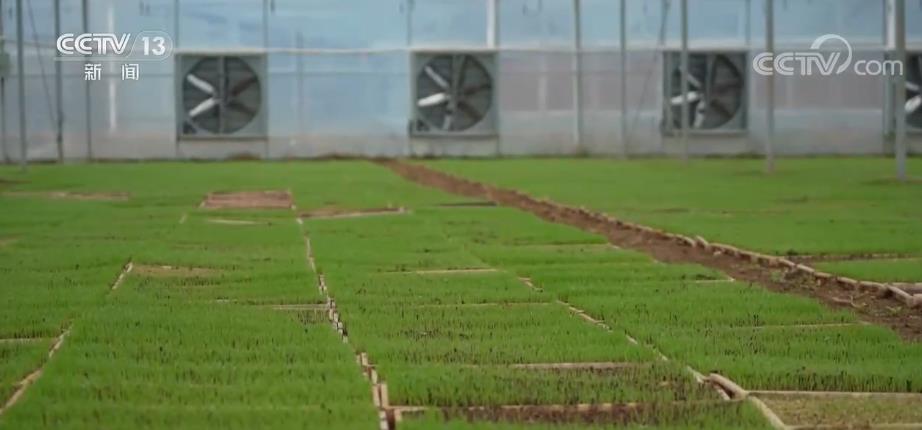
首都医科大学附属北京中医院黄牛代挂号电话票贩子号贩子网上预约挂号,住院检查加快,全国早稻育秧已完成41.8% 进度同比快4.3个百分点