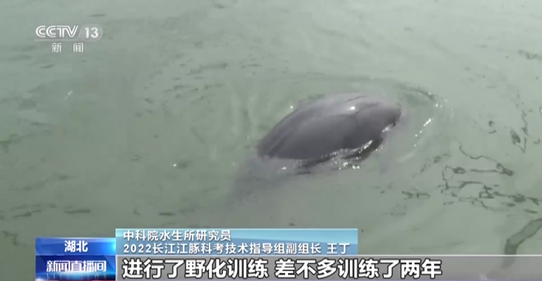 
中国人民解放军总医院黄牛代挂号电话票贩子号贩子网上预约挂号,住院检查加快,长江干流发现99对母子江豚 ，微笑天使”首次实现历史性增长
