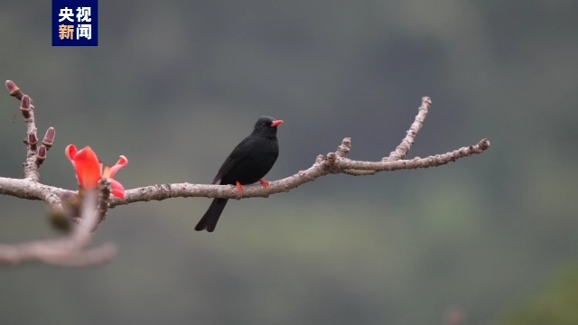 
北京妇产医院黄牛代挂号电话票贩子号贩子网上预约挂号,住院检查加快,广东记录野生鸟类584种 243种珍稀鸟类长期繁衍生息
