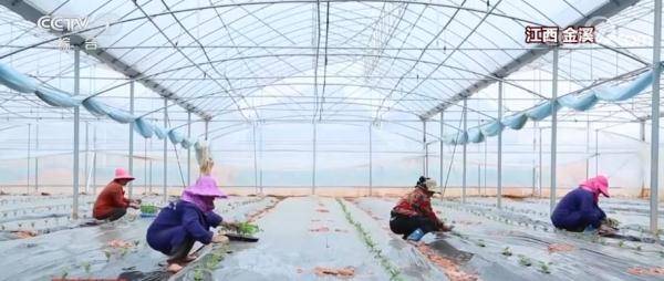 
上海儿童医院黄牛代挂号电话票贩子号贩子网上预约挂号,住院检查加快,春天里的奋斗 “菜篮子”上新不少新技术