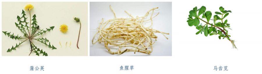 
浙江省人民医院黄牛代挂号电话票贩子号贩子网上预约挂号,住院检查加快,如何科学食用野菜？消费提示请查收→