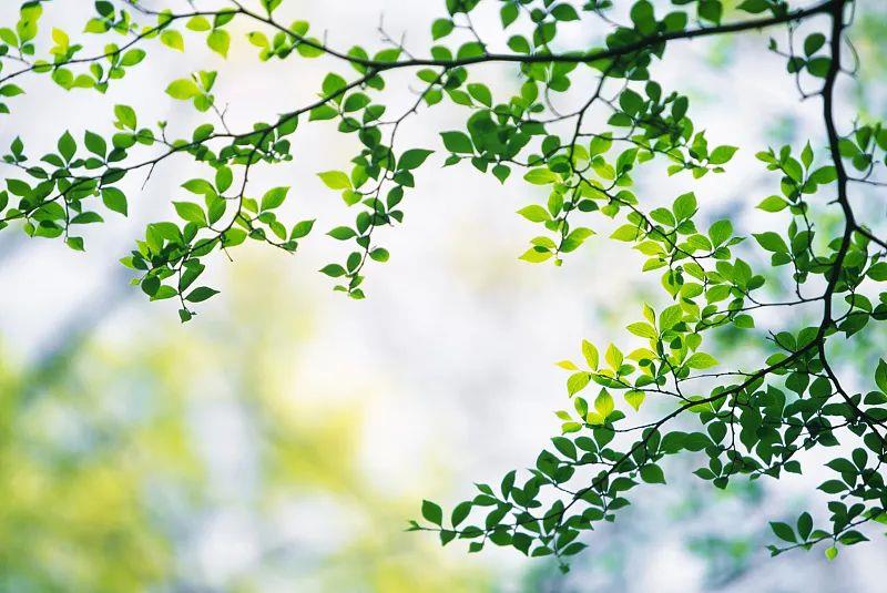 
广州中山三医院黄牛代挂号电话票贩子号贩子网上预约挂号,住院检查加快,春分丨生活明朗，万物可爱