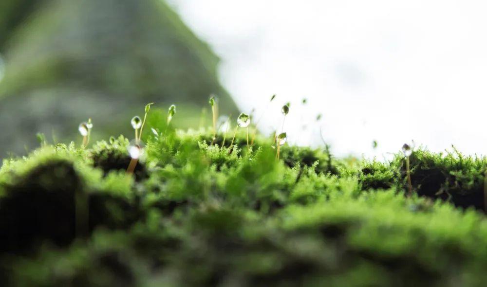 
浙江省人民医院黄牛代挂号电话票贩子号贩子网上预约挂号,住院检查加快,如何科学食用野菜？消费提示请查收→