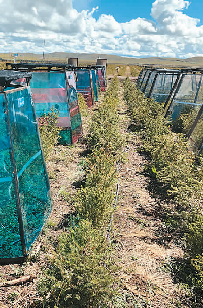 
中国中医科学院望京医院黄牛代挂号电话票贩子号贩子网上预约挂号,住院检查加快,植此青绿 点染中国