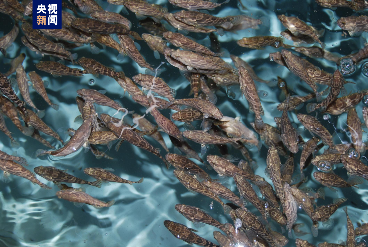 
上海华山医院黄牛代挂号电话票贩子号贩子网上预约挂号,住院检查加快,大海深处建粮仓 看广东发展海洋经济的“减法”“加法”“乘法”