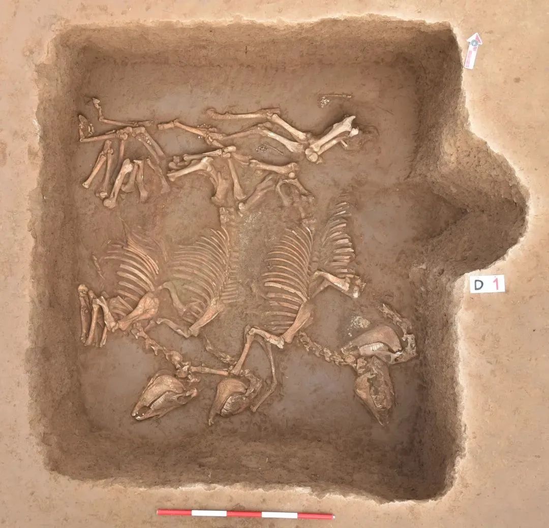 
北京301医院黄牛代挂号电话票贩子号贩子网上预约挂号,住院检查加快,西头遗址入选全国十大考古新发现，为寻找西周“豳师”提供重要线索