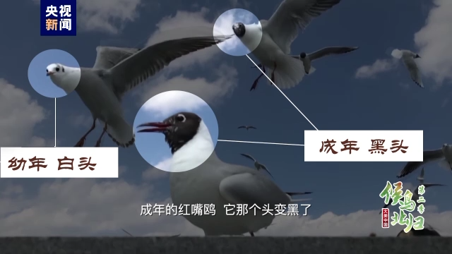 
广州各大医院黄牛代挂号电话票贩子号贩子网上预约挂号,住院检查加快,大美中国 候鸟北归丨滇池有了“幼鸥园”