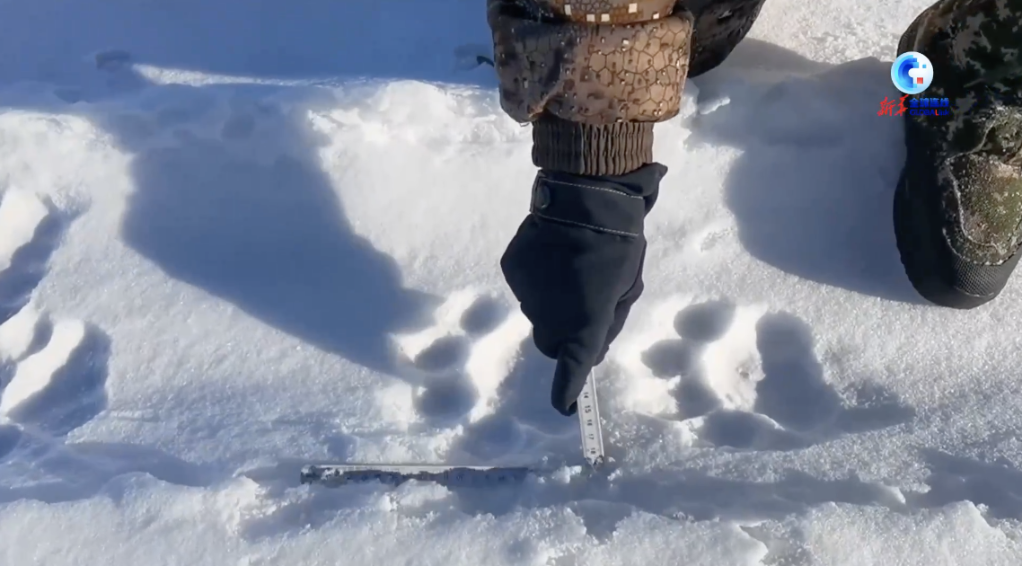 
江苏省中医院黄煌的号黄牛代挂号电话票贩子号贩子网上预约挂号,住院检查加快,全球连线｜从8只到近千只！中国东北虎保护见成效