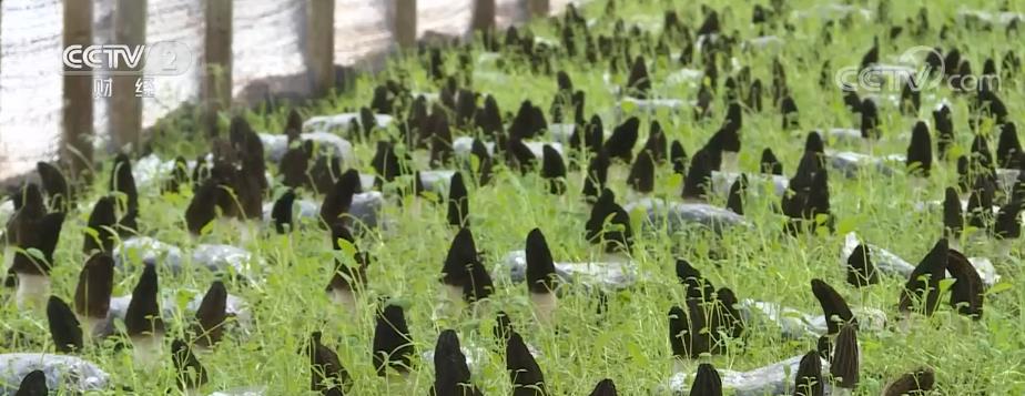 
北大医院黄牛代挂号电话票贩子号贩子网上预约挂号,住院检查加快,特色农业“钱”景广阔 发挥土地效益实现一地多收