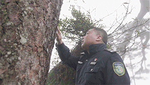 
长沙各大医院黄牛代挂号电话票贩子号贩子网上预约挂号,住院检查加快,不一样的你 | “守松人”胡晓春：你扮美黄山 我守护你