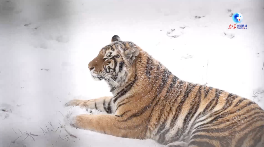 
江苏省中医院黄煌的号黄牛代挂号电话票贩子号贩子网上预约挂号,住院检查加快,全球连线｜从8只到近千只！中国东北虎保护见成效