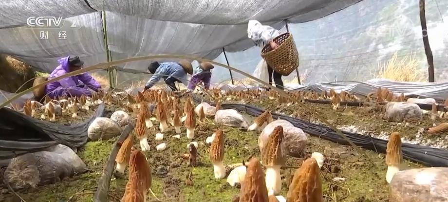 
北大医院黄牛代挂号电话票贩子号贩子网上预约挂号,住院检查加快,特色农业“钱”景广阔 发挥土地效益实现一地多收