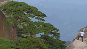 
长沙各大医院黄牛代挂号电话票贩子号贩子网上预约挂号,住院检查加快,不一样的你 | “守松人”胡晓春：你扮美黄山 我守护你