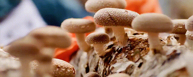 
上海华山医院黄牛代挂号电话票贩子号贩子网上预约挂号,住院检查加快,微视频丨骆驼湾的新山歌