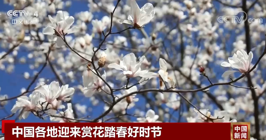 
北京八大处整形医院黄牛代挂号电话票贩子号贩子网上预约挂号,住院检查加快,中国各地迎来赏花踏春好时节