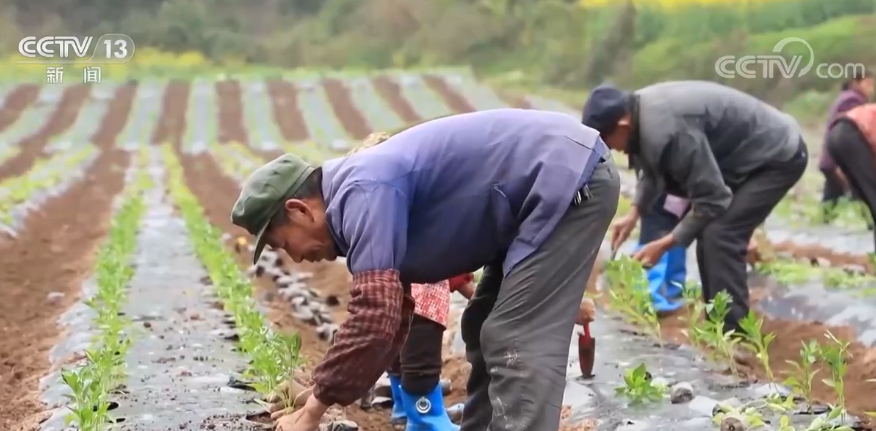 
博爱医院黄牛代挂号电话票贩子号贩子网上预约挂号,住院检查加快,抢抓农时育秧苗 田间地头忙春耕