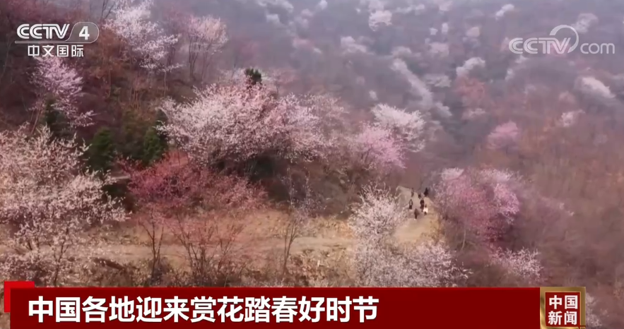 
北京八大处整形医院黄牛代挂号电话票贩子号贩子网上预约挂号,住院检查加快,中国各地迎来赏花踏春好时节