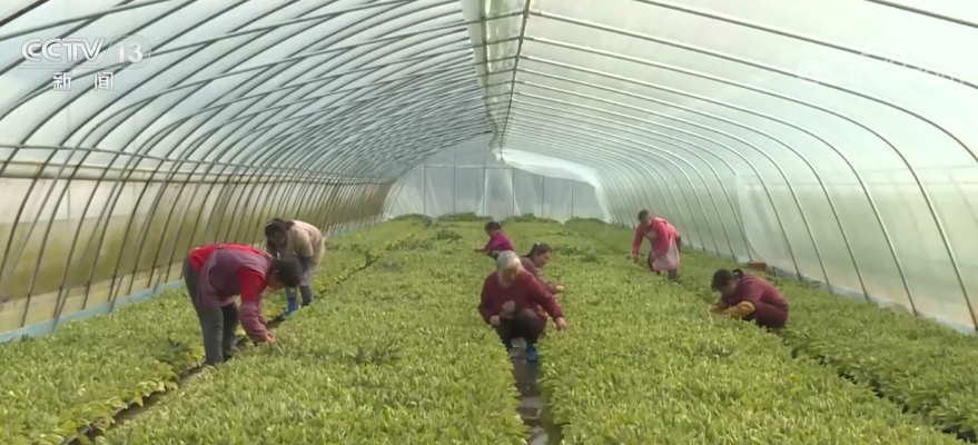 
博爱医院黄牛代挂号电话票贩子号贩子网上预约挂号,住院检查加快,抢抓农时育秧苗 田间地头忙春耕