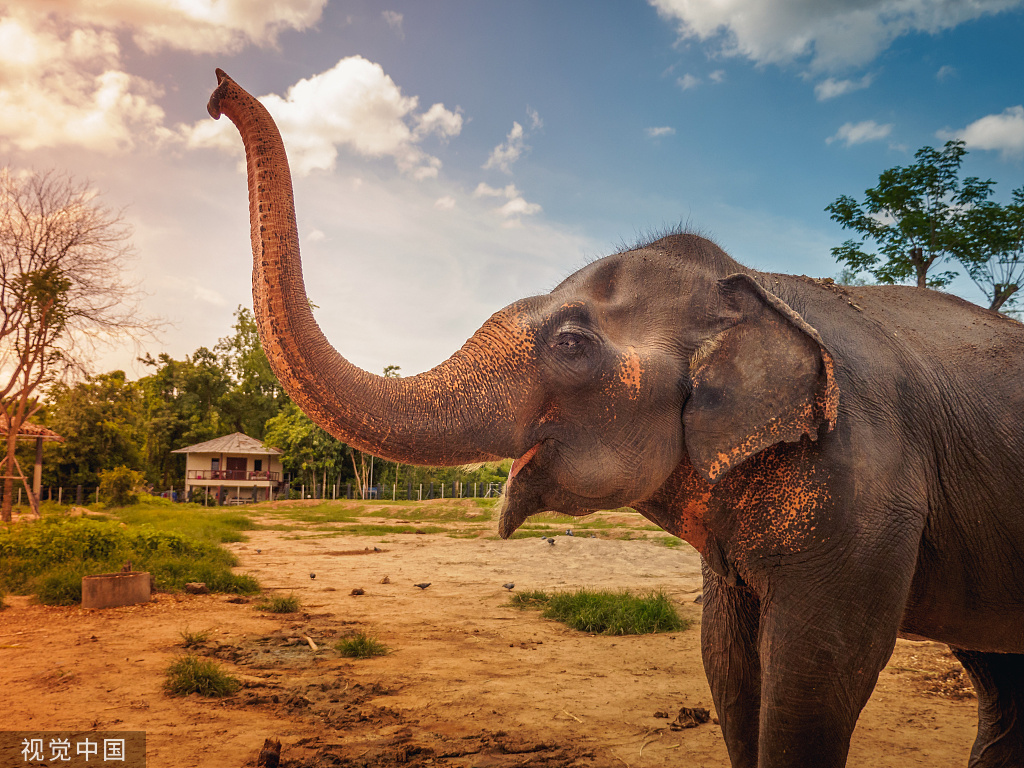 
北京妇产医院黄牛代挂号电话票贩子号贩子网上预约挂号,住院检查加快,印媒：拦车吃甘蔗，泰国大象在高速路上“收过路费”
