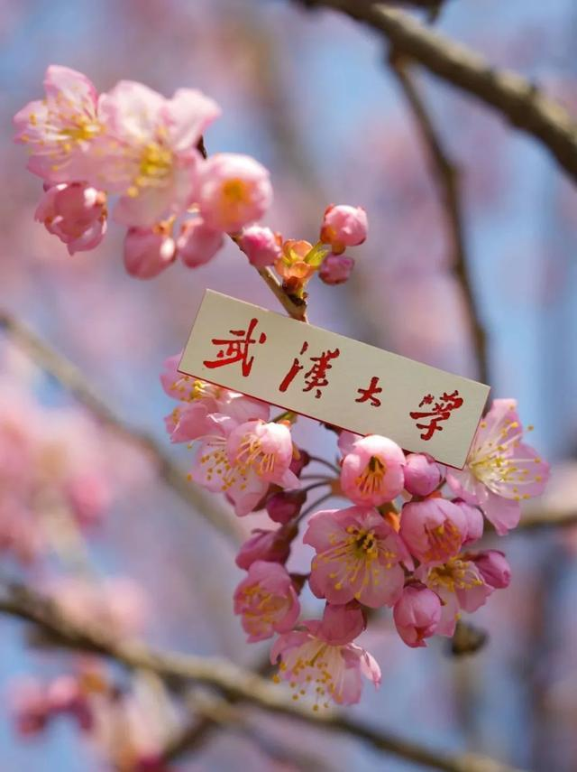 
上海儿科医院黄牛代挂号电话票贩子号贩子网上预约挂号,住院检查加快,总书记，“樱”雄湖北今春更美！