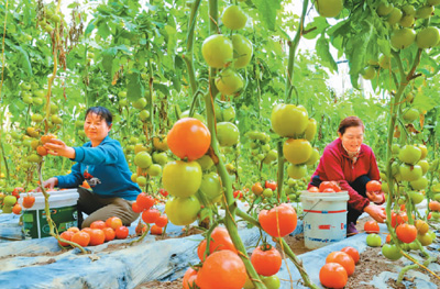 
北京儿童医院黄牛代挂号电话票贩子号贩子网上预约挂号,住院检查加快,拎稳“菜篮子”，给设施农业升级（“一号文件”新提法传递哪些信号④）