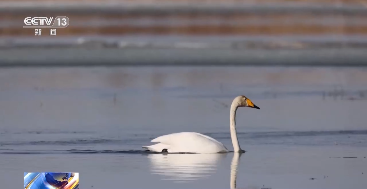 
中国中医科学院西苑黄牛代挂号电话票贩子号贩子网上预约挂号,住院检查加快,生机无限 呼伦贝尔迎大批迁徙候鸟