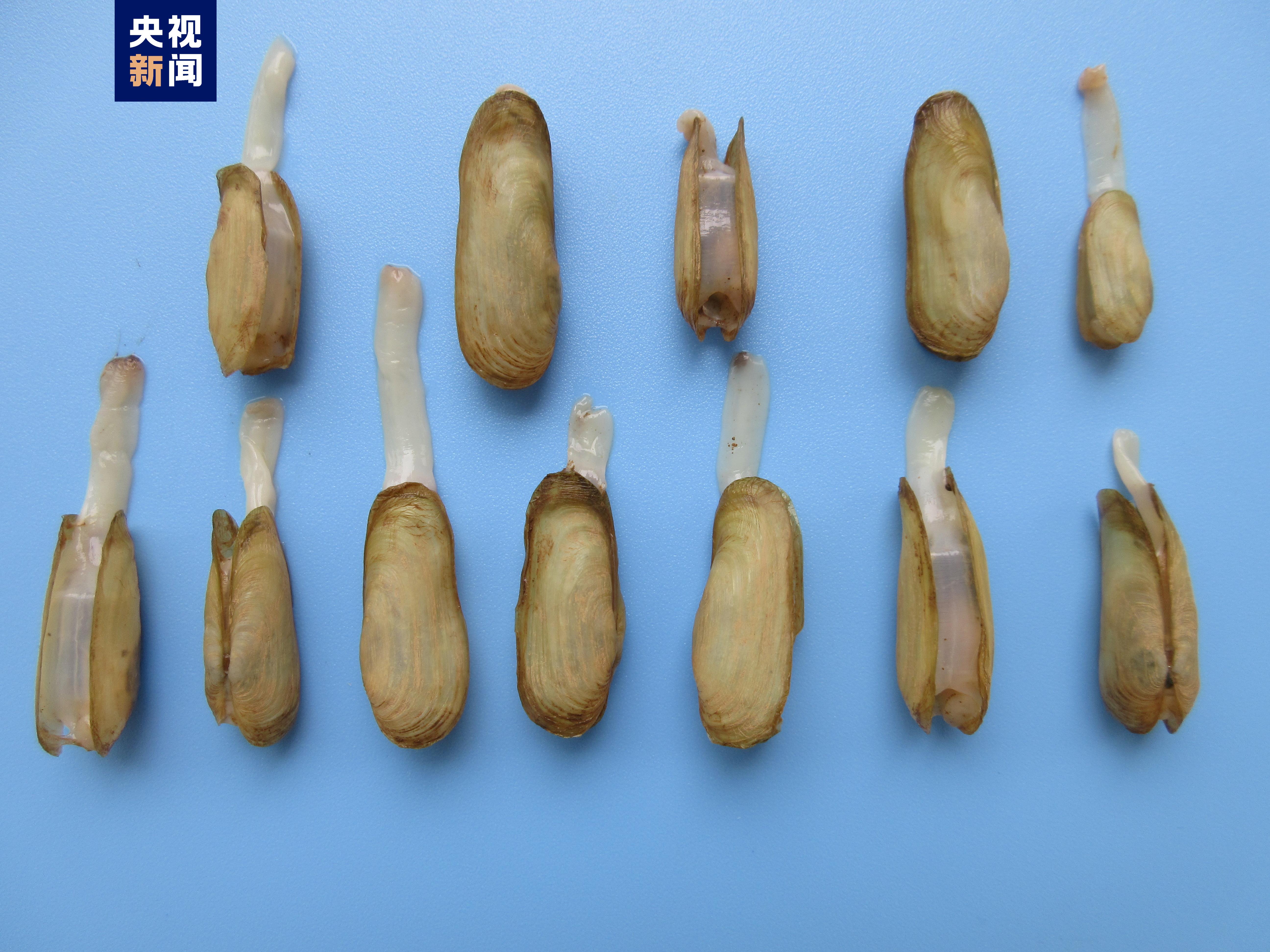 
首都医科大学附属北京口腔医院黄牛代挂号电话票贩子号贩子网上预约挂号,住院检查加快,广西首次发现中国淡水蛏