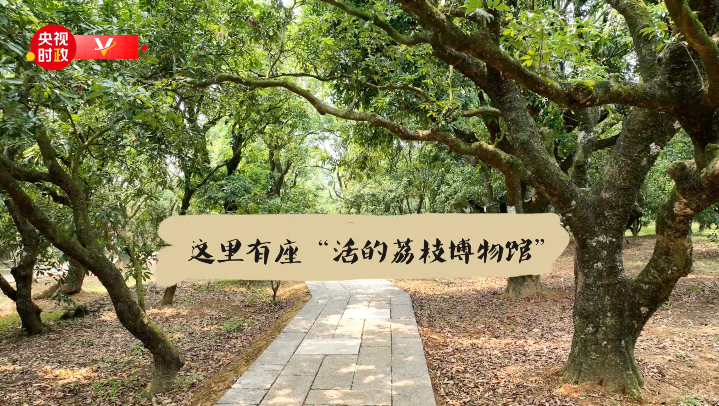 
广东省人民医院黄牛代挂号电话票贩子号贩子网上预约挂号,住院检查加快,习近平广东行丨借“荔”发力 “土特产”里有大文章——走进高州市根子镇柏桥村