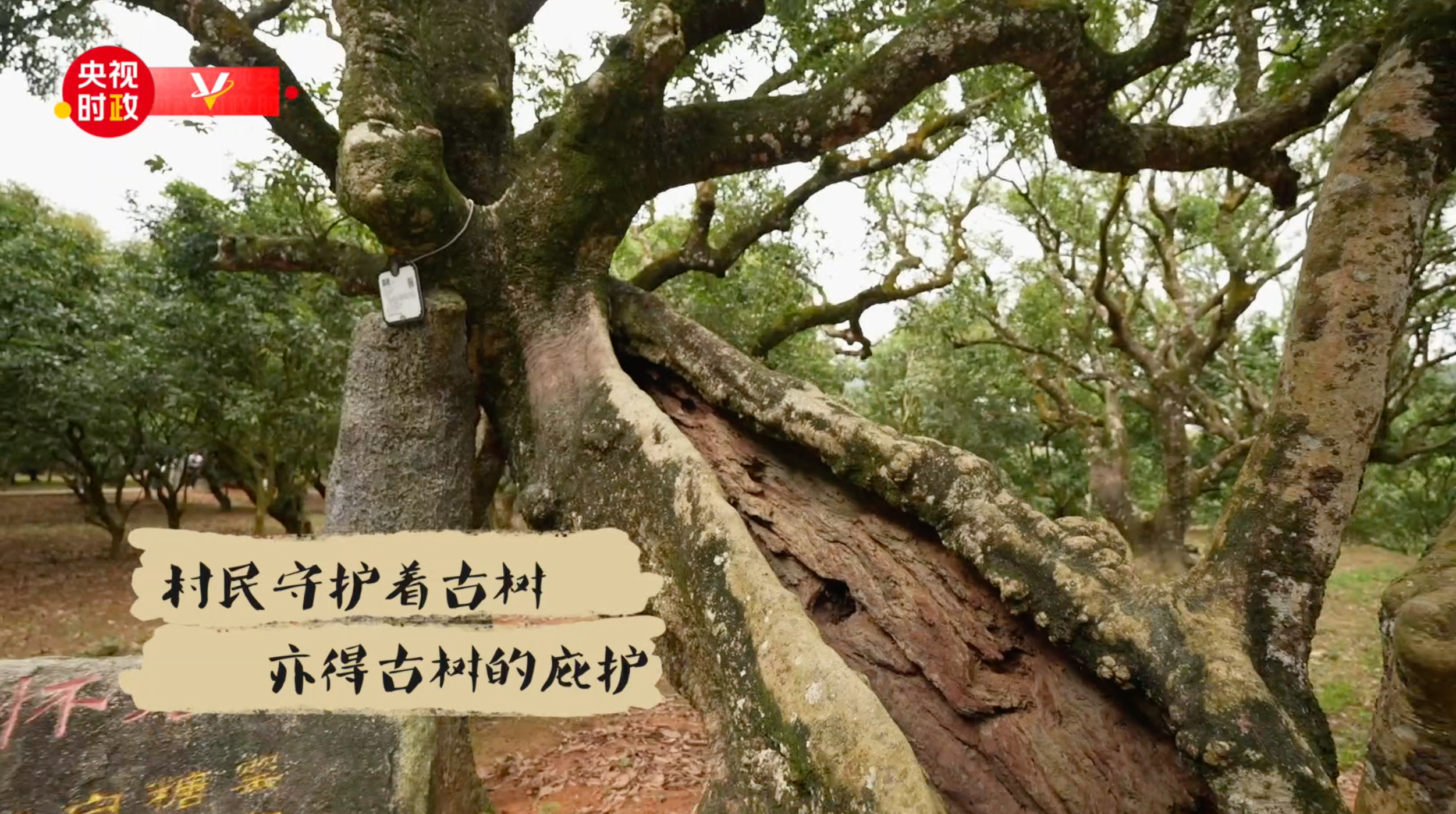 
广东省人民医院黄牛代挂号电话票贩子号贩子网上预约挂号,住院检查加快,习近平广东行丨借“荔”发力 “土特产”里有大文章——走进高州市根子镇柏桥村