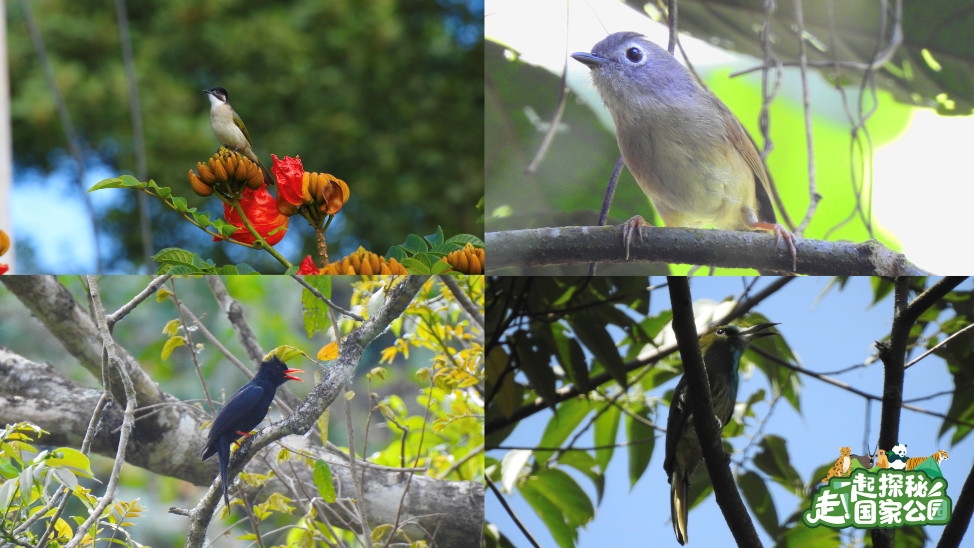 
中国中医科学院广安门医院黄牛代挂号电话票贩子号贩子网上预约挂号,住院检查加快,走！一起探秘国家公园｜雨林万物生