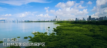 
上海肿瘤医院黄牛代挂号电话票贩子号贩子网上预约挂号,住院检查加快,100秒！带你打卡祖国红树林美景