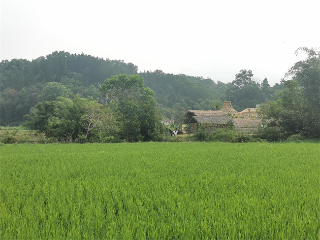 
湖南中医附一医院黄牛代挂号电话票贩子号贩子网上预约挂号,住院检查加快,【中国有约】海南毛纳村：以茶融旅 踏出乡村振兴新路子